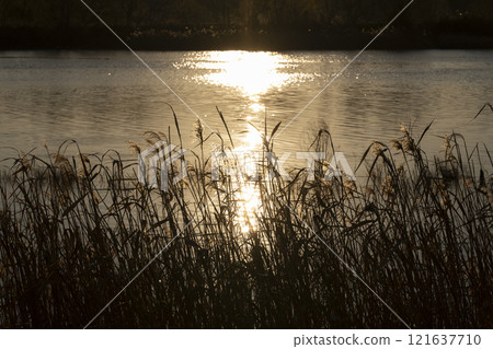 Ears of silver grass at dusk 121637710
