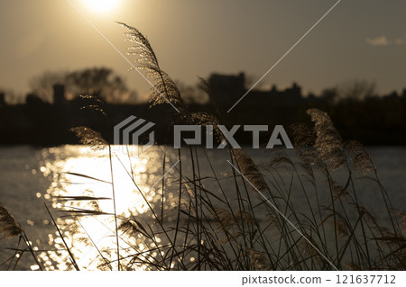 黃昏時分的潘帕斯草耳 121637712