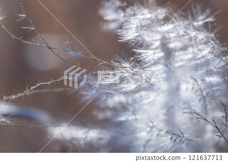 黃昏時分的潘帕斯草耳 黃昏時分的潘帕斯草耳 121637713