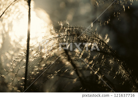 黃昏時分的潘帕斯草耳 121637716