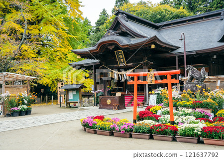 水戶八幡神社菊花節(茨城縣水戶市) 水戶八幡神社菊花節(茨城縣水戶市) 121637792