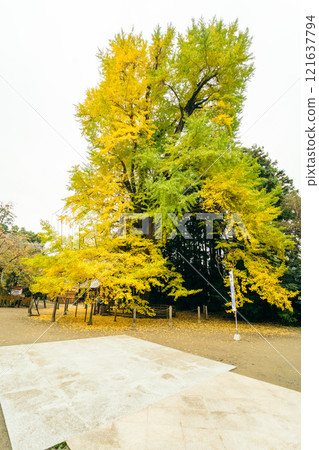 Ohatsuki ginkgo tree at Shirahatayama Hachimangu Shrine, Mito Hachimangu Shrine Ohatsuki ginkgo tree at Shirahatayama Hachimangu Shrine, Mito Hachimangu Shrine 121637794