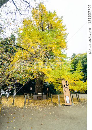 白畑山八幡宮、水戶八幡宮的大槻銀杏 121637795
