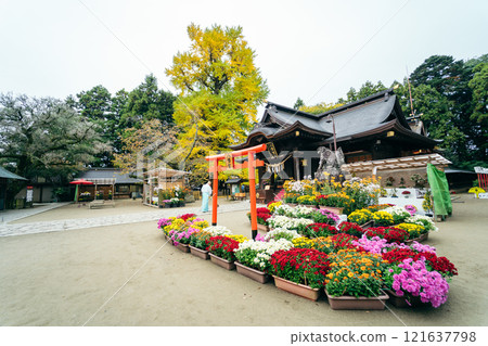 水戶八幡神社菊花節(茨城縣水戶市) 水戶八幡神社菊花節(茨城縣水戶市) 121637798