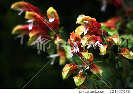 Justicia Ironegee 白花和紅色苞片 121637976
