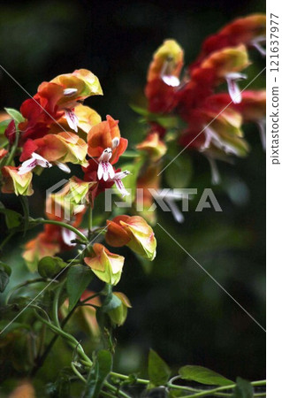 Justicia Ironegee 白花和紅色苞片 Justicia Ironegee 白花和紅色苞片 121637977