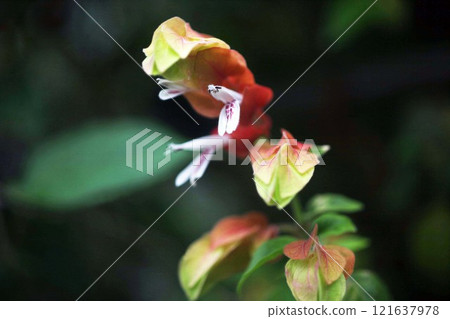 Justicia Ironegee 白花和紅色苞片 Justicia Ironegee 白花和紅色苞片 121637978
