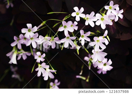 Oxalis trianglaris flower Oxalis trianglaris flower 121637986