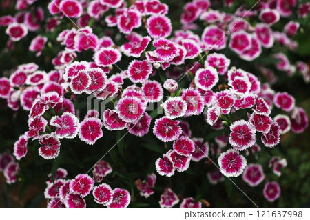 Dianthus flowers in full bloom 121637998