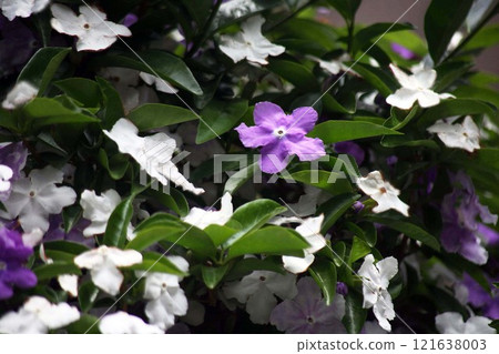 The fragrant flowers of the Japanese laurel tree 121638003