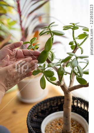 The hands of a middle-aged woman tending to a money tree 121638123