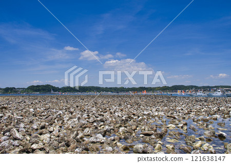 [Kamakura City] Wakaejima Island at low tide 121638147