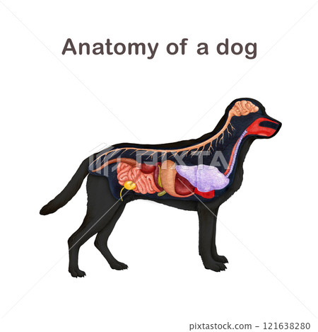 Anatomy of a dog scheme on white background. Hand drawn detailed illustration. Canine internal organs anatomical table. Dog internal anatomy for study, print, veterinary table design Anatomy of a dog scheme on white background. Hand drawn detailed illustration. Canine internal organs anatomical table. Dog internal anatomy for study, print, veterinary table design 121638280