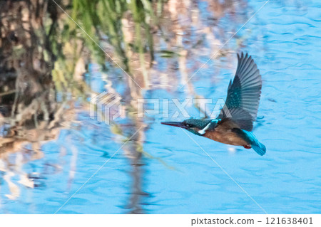 A kingfisher flying over the river 121638401