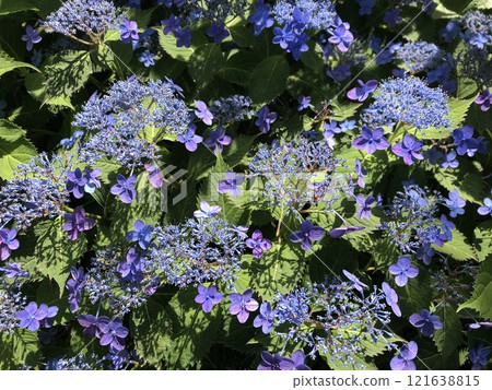 ... ... Forehead hydrangea ... ... ... Gakuajisai ... 121638815