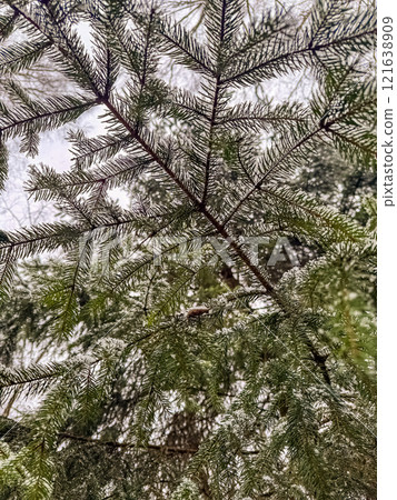 A close-up view of a pine tree branch covered in fresh snow. High quality photo A close-up view of a pine tree branch covered in fresh snow. High quality photo 121638909