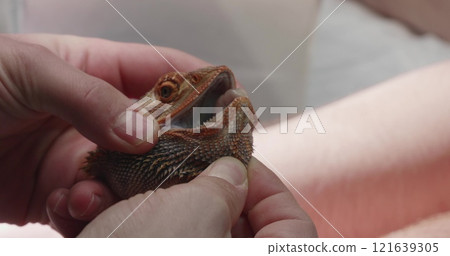 Veterinarian examining the mouth of an anesthetized bearded dragon, assessing health and identifying potential issues during a thorough checkup. Focus on reptile care and well-being. Veterinarian examining the mouth of an anesthetized bearded dragon, assessing health and identifying potential issues during a thorough checkup. Focus on reptile care and well-being. 121639305