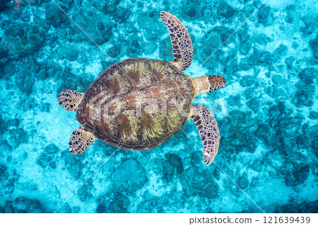 A sea turtle to swim 121639439