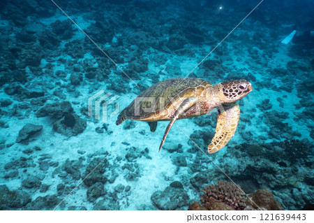 A sea turtle to swim A sea turtle to swim 121639443