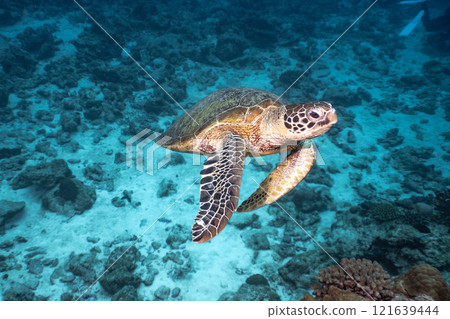 A sea turtle to swim A sea turtle to swim 121639444