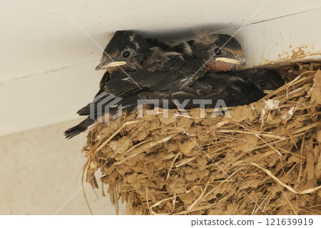 Swallow's nest: Relaxing while the parent birds bring food Swallow's nest: Relaxing while the parent birds bring food 121639919