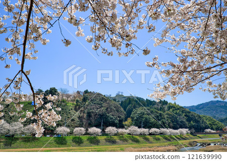 Gassan Toda Castle surrounded by cherry blossoms in Shimane Prefecture Gassan Toda Castle surrounded by cherry blossoms in Shimane Prefecture 121639990