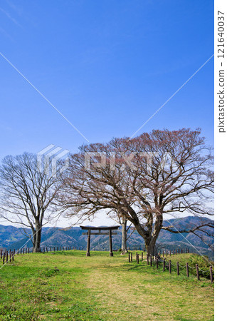 <Shimane Prefecture> Gassan Toda Castle, Torii gate at Sannomaru ruins <Shimane Prefecture> Gassan Toda Castle, Torii gate at Sannomaru ruins 121640037