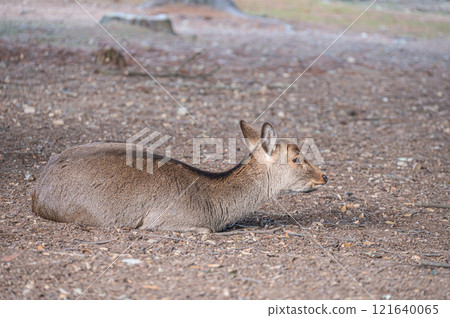 Deer sitting on the ground, Nara Park 121640065