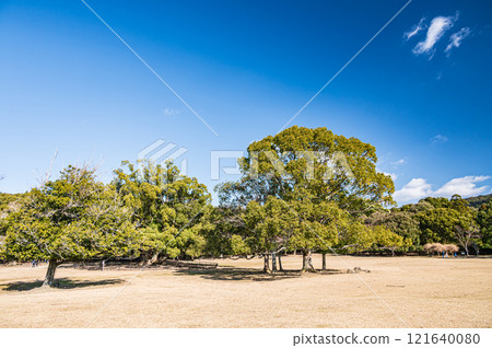 Large camphor tree in Tobihino Garden, Nara Park Large camphor tree in Tobihino Garden, Nara Park 121640080