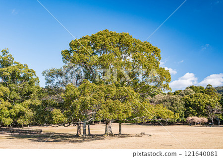 奈良公園 日日野園地大樟樹 121640081
