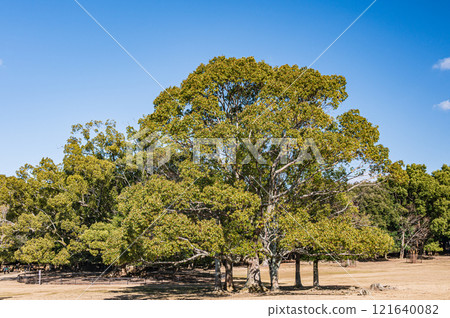 Large camphor tree in Tobihino Garden, Nara Park Large camphor tree in Tobihino Garden, Nara Park 121640082