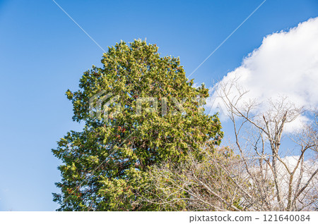 Large cypress tree at Tobihino Garden in Nara Park Large cypress tree at Tobihino Garden in Nara Park 121640084