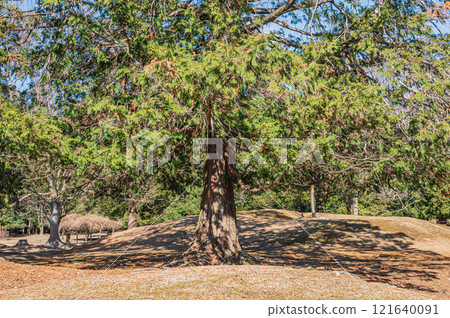 奈良公園 日日野園地 大柏樹 121640091