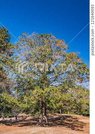 Large cypress tree at Tobihino Garden in Nara Park 121640093