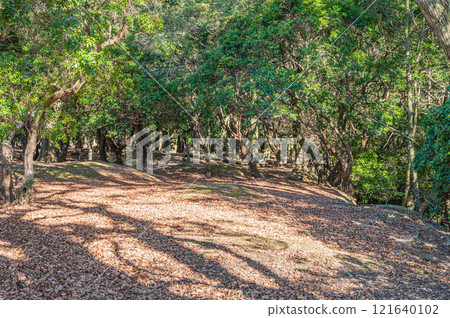 The forest of Tobihino Garden in Nara Park 121640102