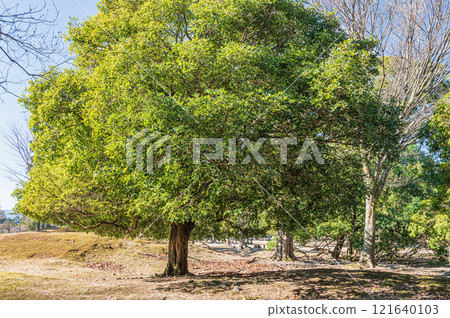 The forest of Tobihino Garden in Nara Park 121640103