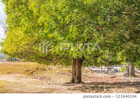 The forest of Tobihino Garden in Nara Park 121640104