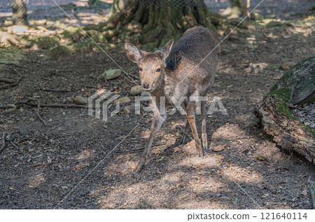 Nara Park: Female deer in the forest Nara Park: Female deer in the forest 121640114