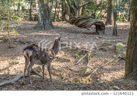 Nara Park: Female deer in the forest Nara Park: Female deer in the forest 121640121