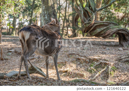 Nara Park: Female deer in the forest 121640122