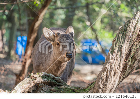 Nara Park: Male deer in the forest 121640125