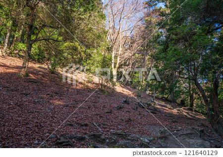 春日山原始森林 奈良市 春日山原始森林 奈良市 121640129