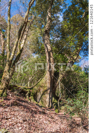 春日山原始森林 奈良市 春日山原始森林 奈良市 121640145