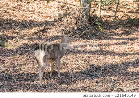 Deer in Kasugayama Primeval Forest, Nara City 121640149