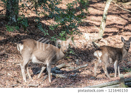 Deer in Kasugayama Primeval Forest, Nara City 121640150