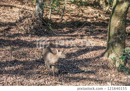 Deer in Kasugayama Primeval Forest, Nara City 121640155
