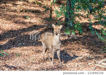 Deer in Kasugayama Primeval Forest, Nara City 121640156