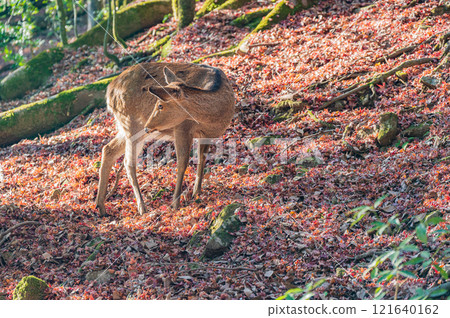 春日山原始森林鹿 奈良市 春日山原始森林鹿 奈良市 121640162