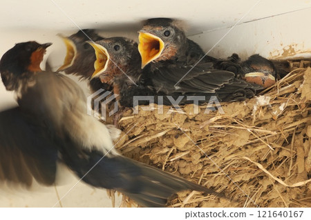 燕子築巢，親鳥帶來食物 121640167