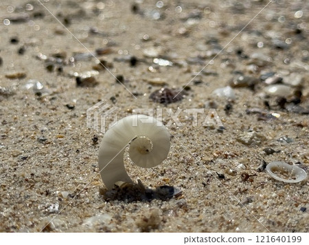 A cute shell I found on the beach 121640199